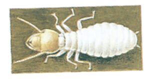Termitter