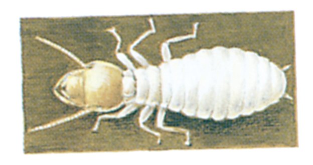 Termitter