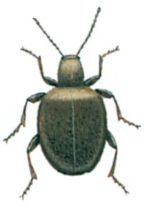 Tyvbille
