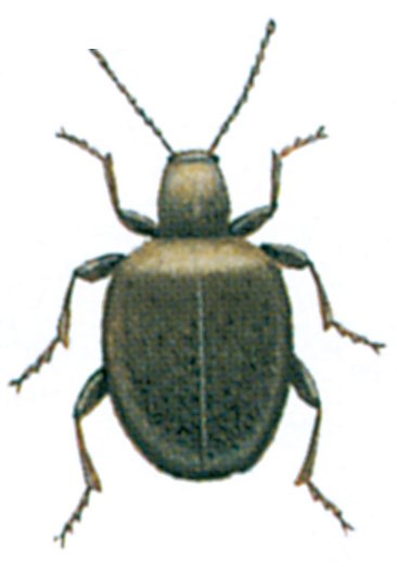 Tyvbille