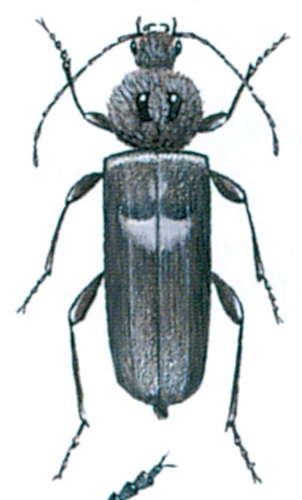husbuk