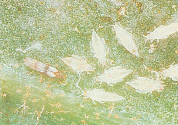 Båndet væksthusthrips, parthenothrips dracaenae