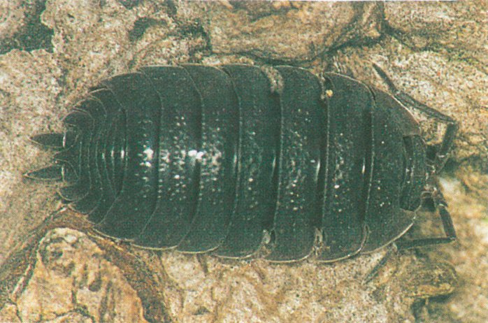 Bænkebider