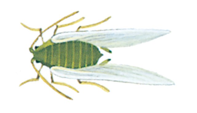 Bladlus