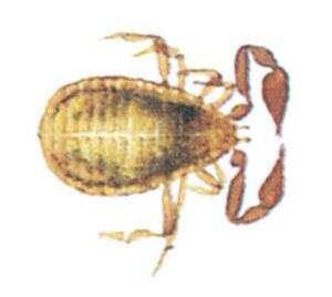 Bogskorpion