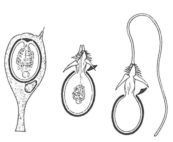 Brandmændenes brændetråde har nældeceller