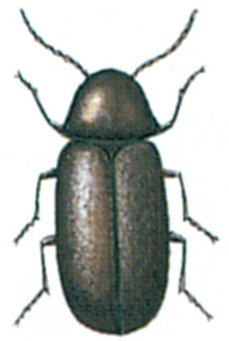 Brødbillen