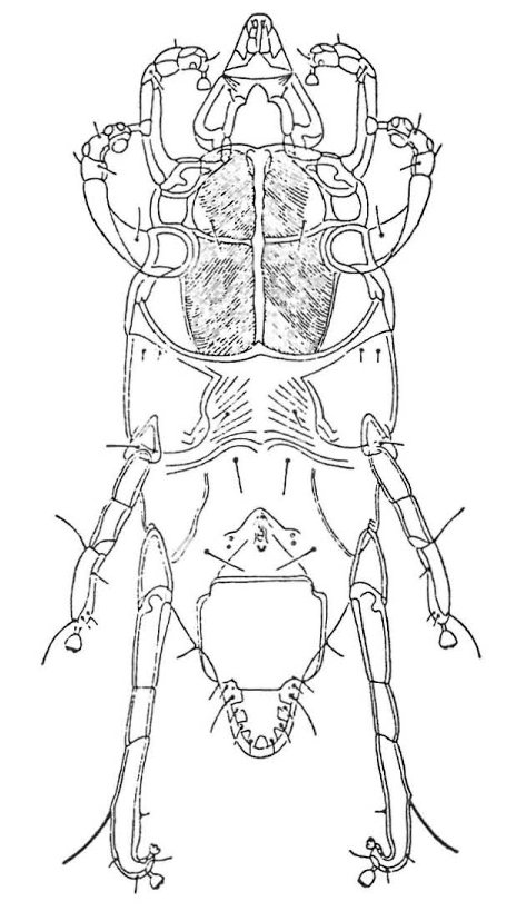 Chirodiscoides caviae, mide hos kanin