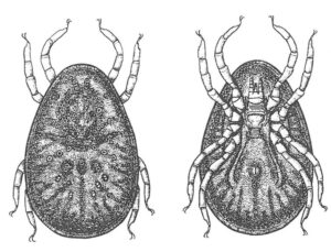 Duemide set oppe, og nedefra