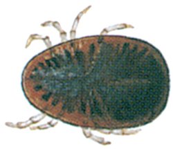 Duemiden