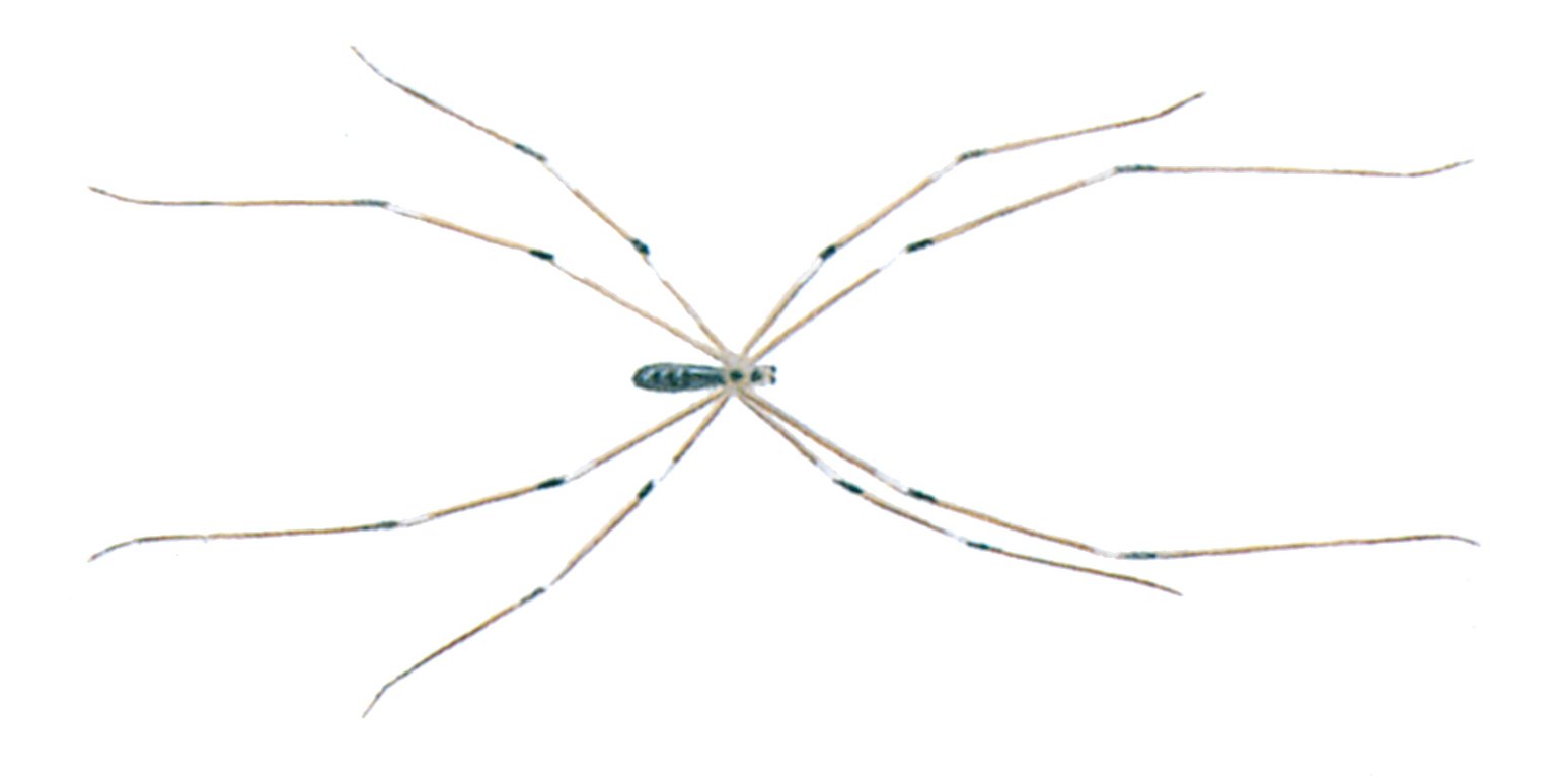 Pholcus phalangioides