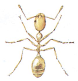 Faraomyren