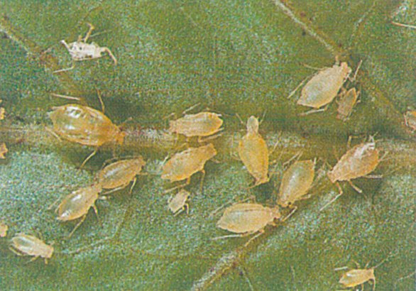 Ferskenbladlus, Myzus perticae