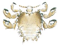 Fladlus