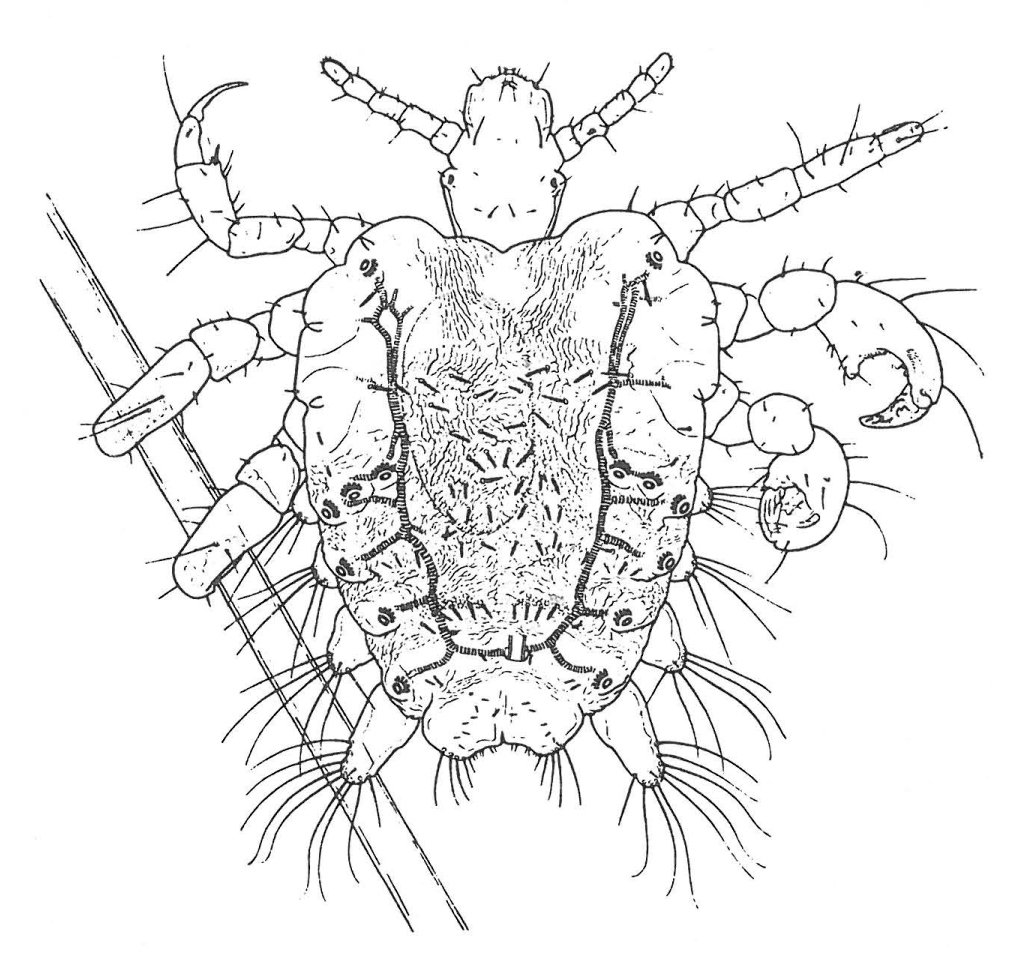 Fladlus