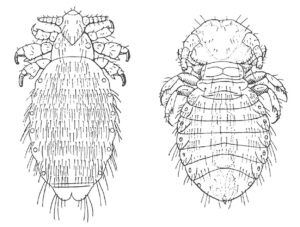 Forskel på hundelus og hundens pelslus