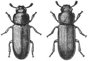 Forskel på kastanjebrun rismelbille og almindelig rismelbille