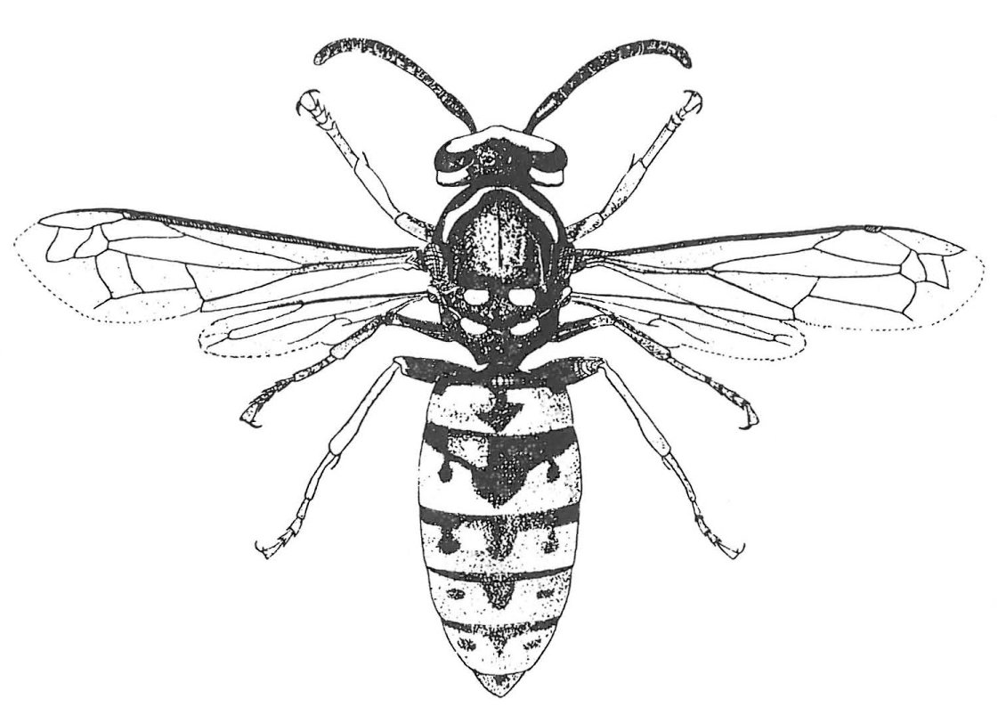 Gedehams, hveps, paravespula germanica