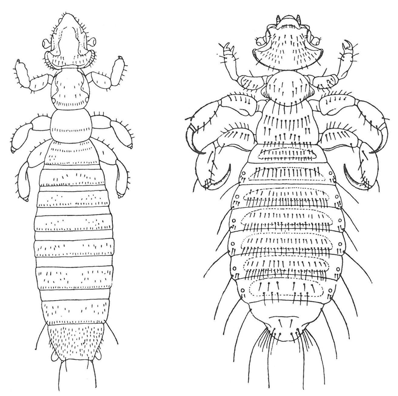 Gliricola Porcelli og Gyropus ovalis