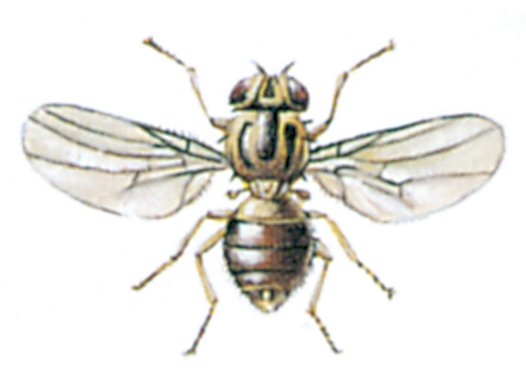 Græsflue