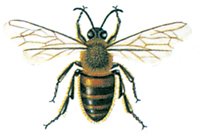 Honningbi
