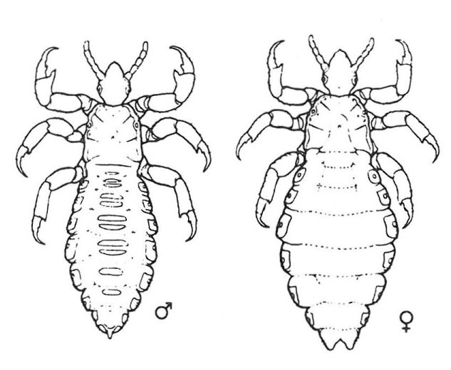 Hovedlus, han og hun