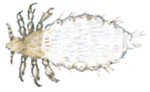 Hundelus