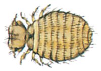 Hundepelslus