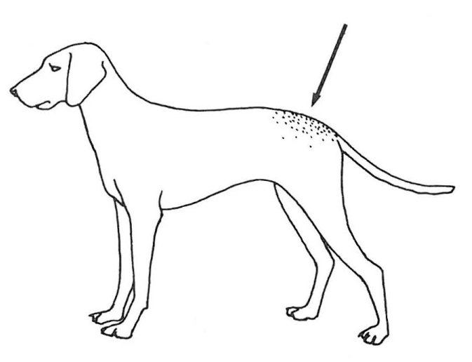 Hundepelsmiderne holder til på lænden