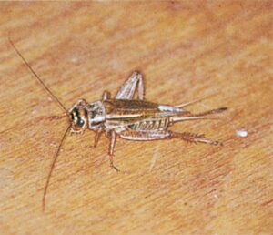 Husfårekylling, hun med læggebrod