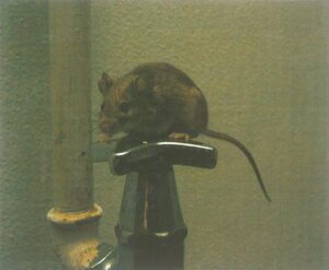 Husmus søger indendøre om efteråret