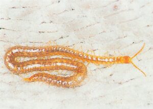 Jordskolopender på fugtig gulvklud