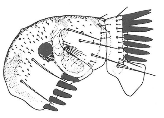 Kaninloppen, spilopsyllus cuniculi