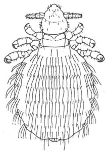 Kaninlus