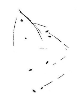 Kattens pelslus
