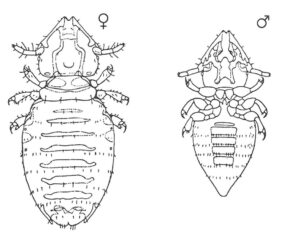 Kattens pelslus, han og hun
