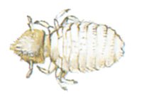 Kattepelslus