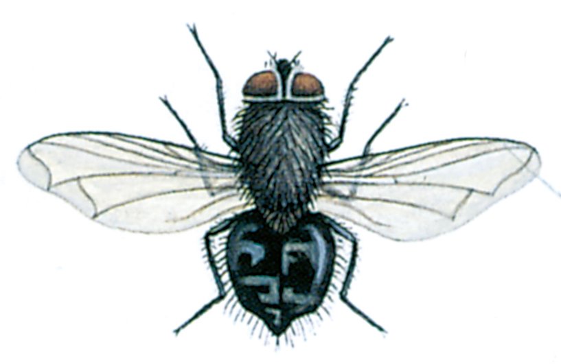 Klyngeflue