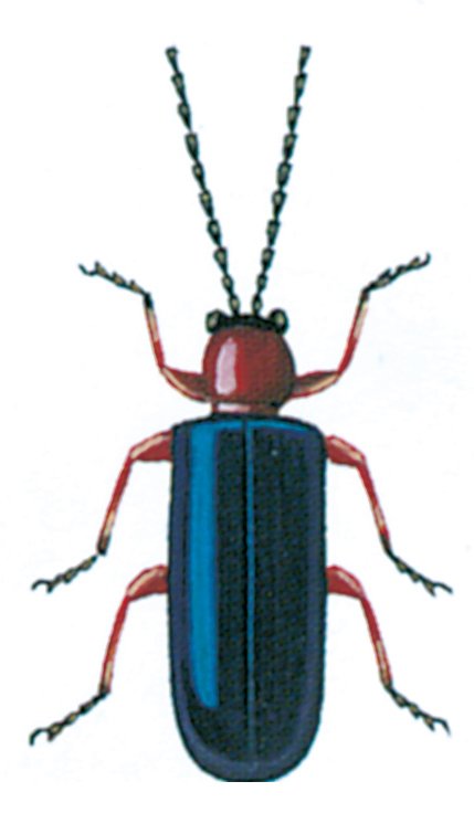Kornbladbille