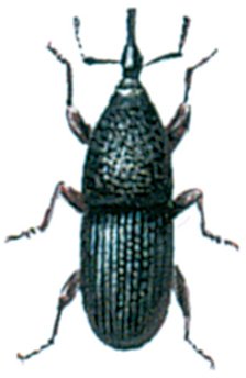 Kornsnudebillen