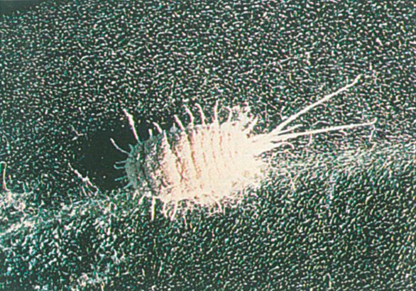 Langfrynset uldlus, Pseudococcus longispinus