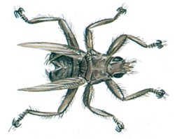 Lusfluer