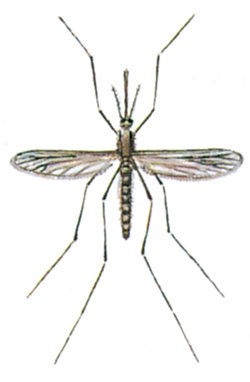 Malariamyg