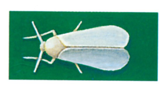 Mellus