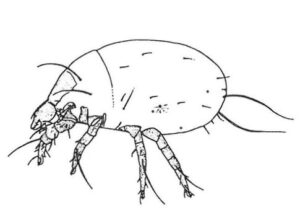 Melmiden, Acarus siro
