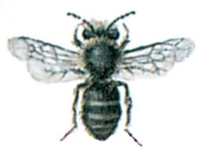 Murbi