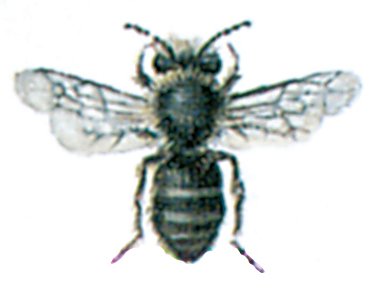 Murbi