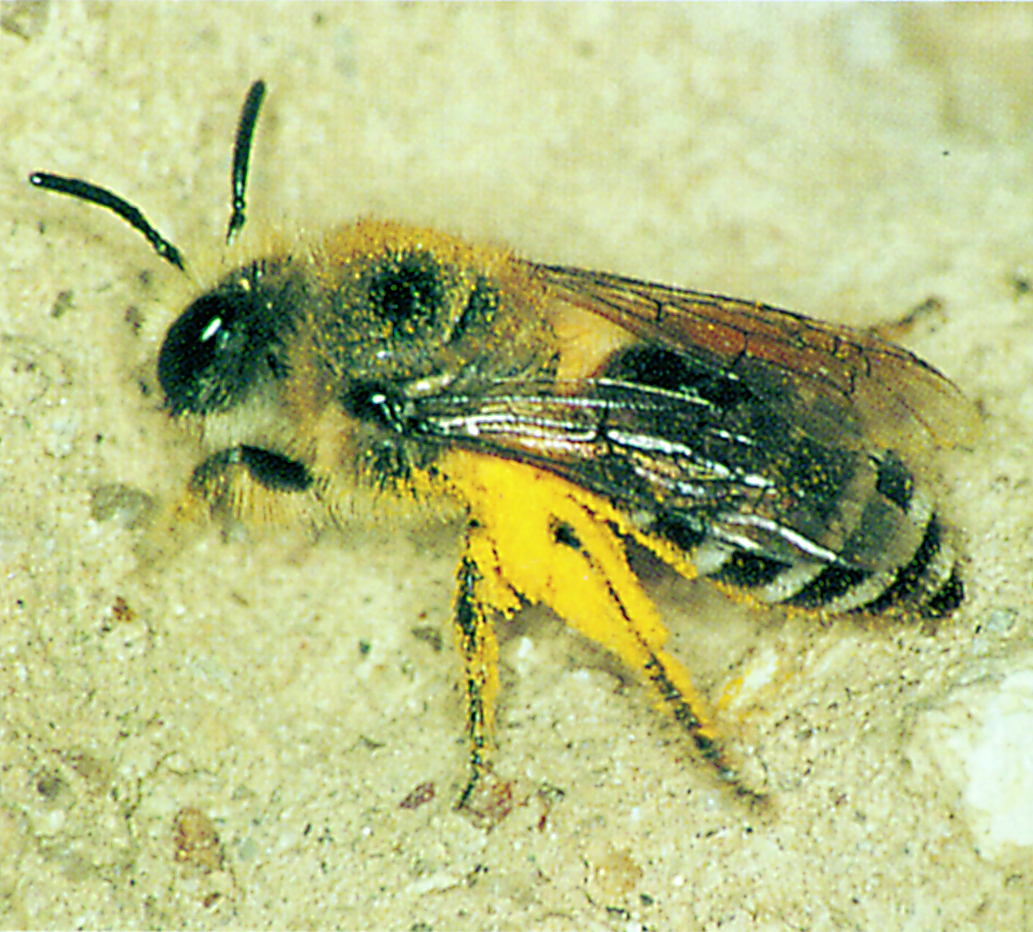 Murbi vender hjem til rede med pollen