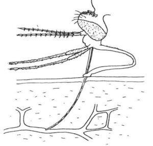 Myggens snabel er tynde rør