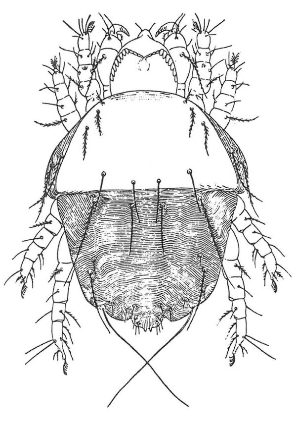 Pelsmide
